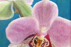 Orchidées merveilleuses #1