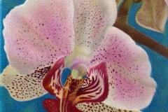 Orchidées merveilleuses #2